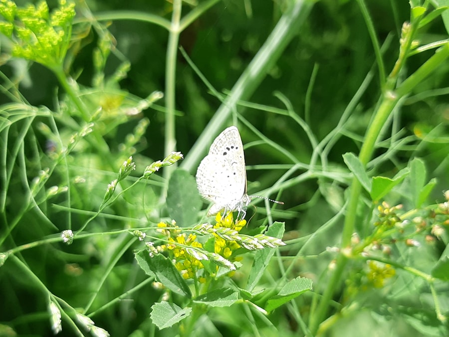 Monitoring Biodiversity