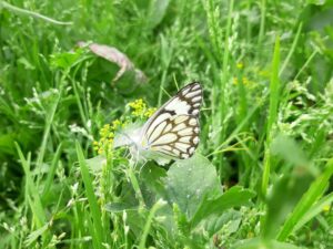 Photo Monitoring Biodiversity