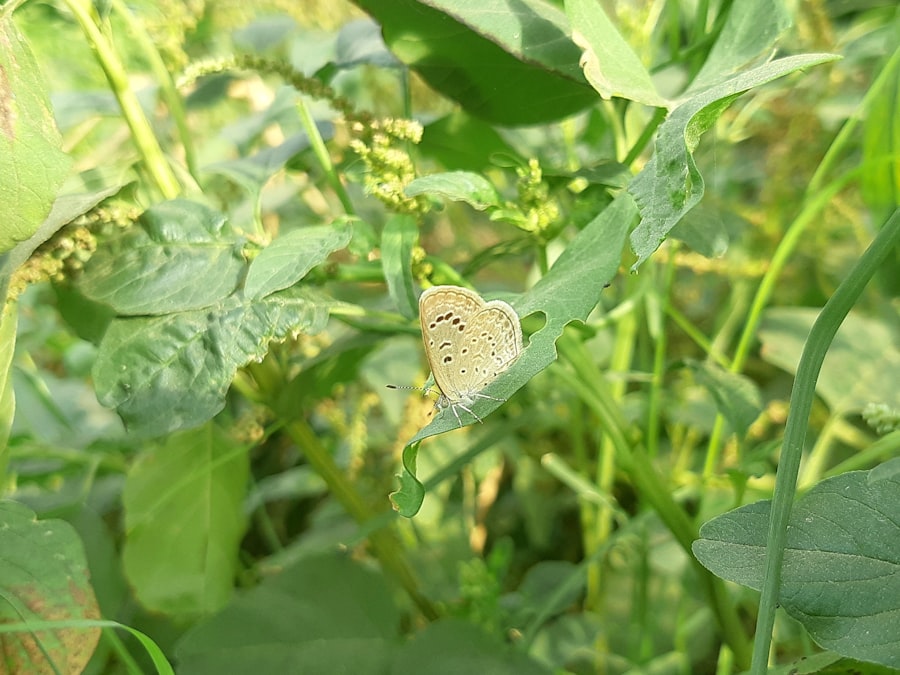 Photo Monitoring Biodiversity